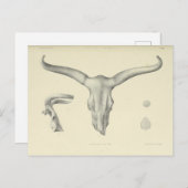 ウォーターバッファロースカルホーン ポストカード (正面/裏面)