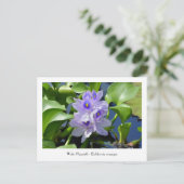 ウォーターヒヤシンス回収可能フラワーポストカード ポストカード (スタンド正面)