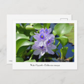 ウォーターヒヤシンス回収可能フラワーポストカード ポストカード (正面/裏面)