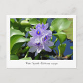 ウォーターヒヤシンス回収可能フラワーポストカード ポストカード (正面)