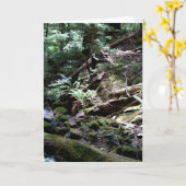 ウォーターフォール・クリーク、ワシントン州オリンピック山脈 カード (黄色い花)