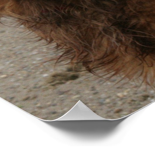 ウォーターボーイ – ゴールデンレトリバー ポスター (角)