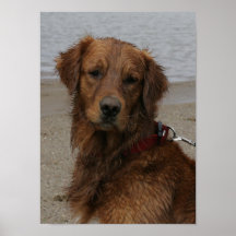 ウォーターボーイ – ゴールデンレトリバー