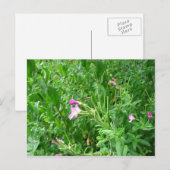 ウォーターミードカントリーパークポストカード ポストカード (正面/裏面)