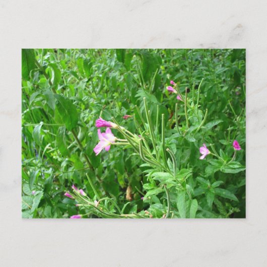 ウォーターミードカントリーパークポストカード ポストカード (正面)