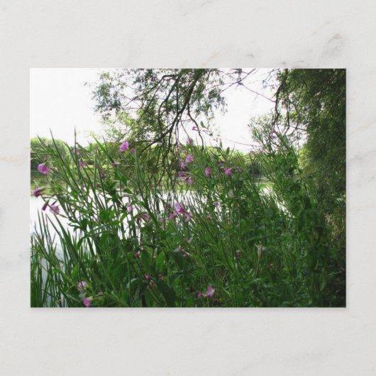 ウォーターミードカントリーパークポストカード ポストカード (正面)