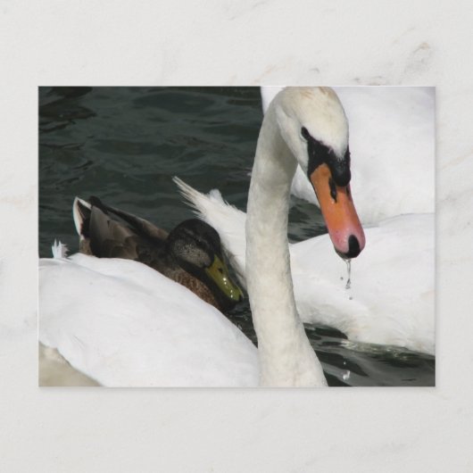 ウォーターミードカントリーパークポストカード ポストカード (正面)