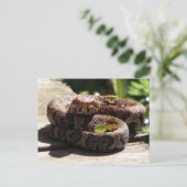 ウォーターモカシンポストカード ポストカード (スタンド正面)