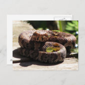 ウォーターモカシンポストカード ポストカード (正面/裏面)