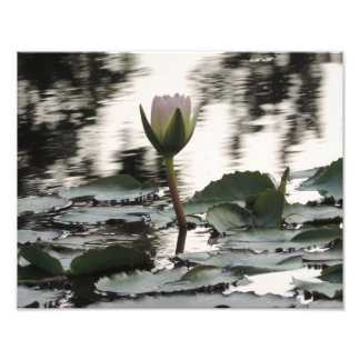 ウォーターリリーの写真プリント壁画 フォトプリント