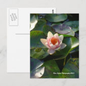 ウォーターリリーはがき ポストカード (正面/裏面)