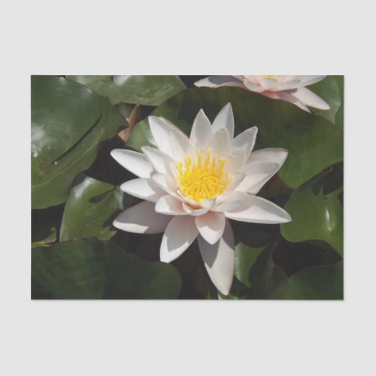 ウォーターリリーティッシュペーパー 薄葉紙 (正面)