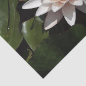 ウォーターリリーティッシュペーパー 薄葉紙 (詳細)