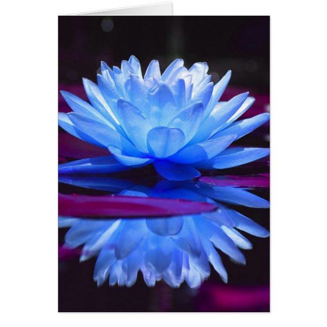 ウォーターリリードリーム (正面)