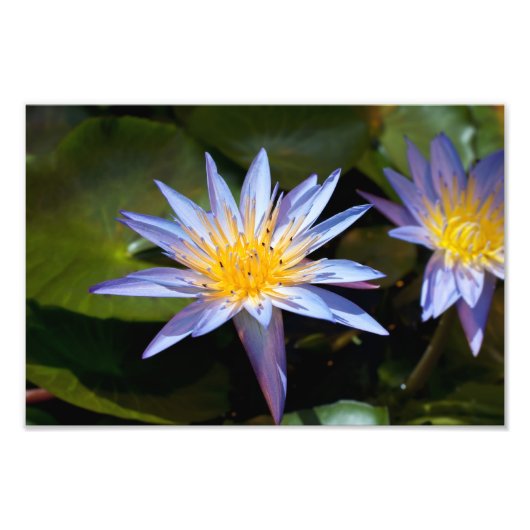 ウォーターリリーフォトプリント フォトプリント            (正面)