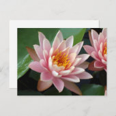 ウォーターリリー美しい発表葉書 案内ポストカード (正面/裏面)