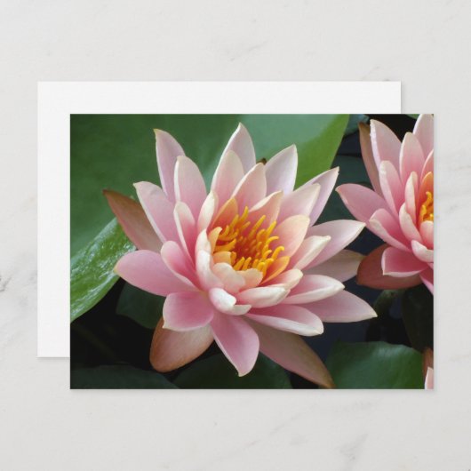 ウォーターリリー美しい発表葉書 案内ポストカード (正面/裏面)