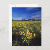 ウォーター2.アローリーフバルソムルトワイルドフラワー ポストカード (正面/裏面)