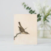 ウォーブラーリードウォレン | ウィリアム・リーウィン ポストカード (スタンド正面)