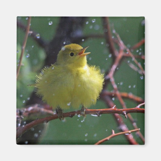 ウォーブラー マグネット (正面)