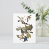 ウォーブリングフライキャッチャーKingbirdsヴィンテージオードボンアート ポストカード (スタンド正面)