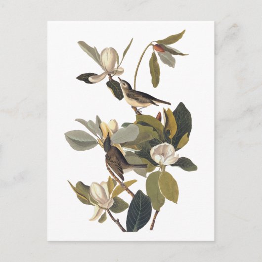 ウォーブリングフライキャッチャーKingbirdsヴィンテージオードボンアート ポストカード (正面)