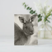 ウォーラウォン保護区のカンガルー(南オーストラリア州) ポストカード (スタンド正面)