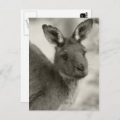 ウォーラウォン保護区のカンガルー(南オーストラリア州) ポストカード (正面/裏面)