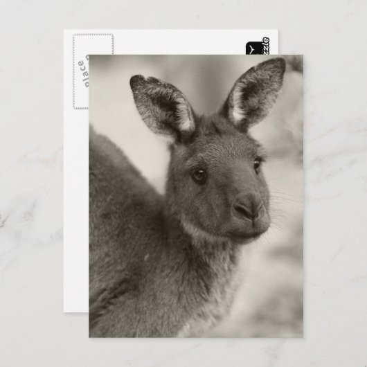 ウォーラウォン保護区のカンガルー(南オーストラリア州) ポストカード (正面/裏面)