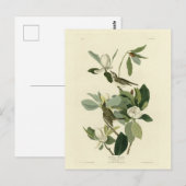 ウォーリングフライキャッチャーVireo Audubon Birds of America ポストカード (正面/裏面)