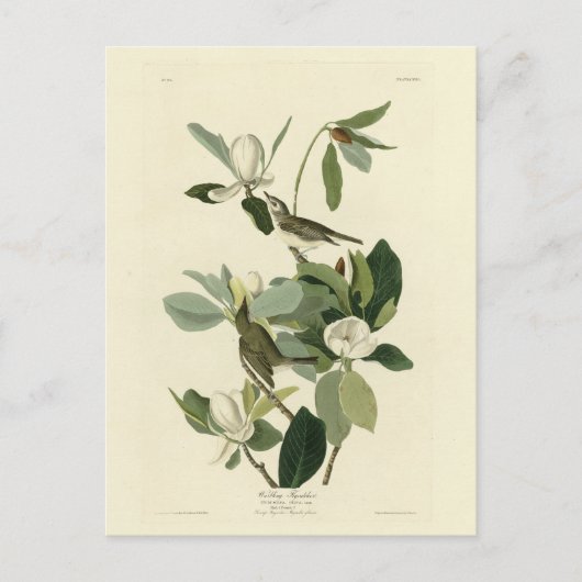 ウォーリングフライキャッチャーVireo Audubon Birds of America ポストカード (正面)