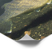 ウォールアイの水槽での泳ぐ魚 小 ポスター (角)