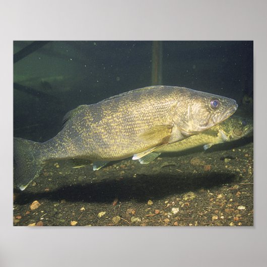 ウォールアイの水槽での泳ぐ魚 小 ポスター (正面)