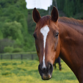 ウォールアート