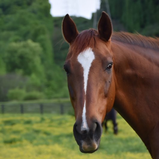 ウォールアート