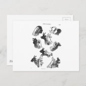 ウォールハンドシャドウ ポストカード (正面/裏面)