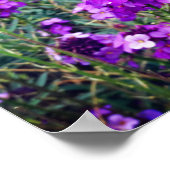 ウォールフラワーボウレスマウヴ#1ポスター ポスター (角)