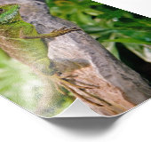 ウォー中国のタードラゴンプリント フォトプリント            (角)