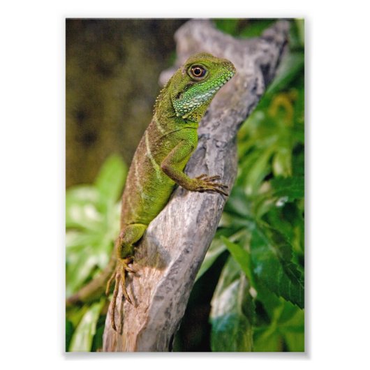 ウォー中国のタードラゴンプリント フォトプリント            (正面)