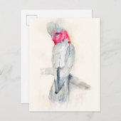 ウオーターカラーオペラコッカトゥー ポストカード (正面/裏面)