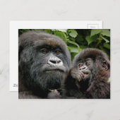ウガンダの母及びベビーのゴリラ ポストカード (正面/裏面)
