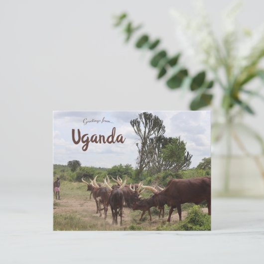 ウガンダの牛 ポストカード (スタンド正面)