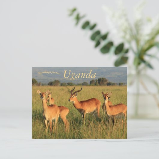 ウガンダコブクイーンエリザベスナショナルパークウガンダ ポストカード (スタンド正面)