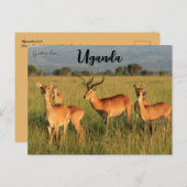 ウガンダコブクイーンエリザベスナショナルパークウガンダ ポストカード (正面/裏面)