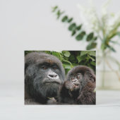 ウガンダゴリラ ポストカード (スタンド正面)