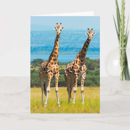 ウガンダ，サバンナのキリン カード (正面)