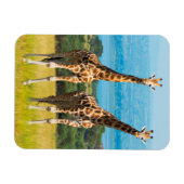 ウガンダ，サバンナのキリン マグネット (横)