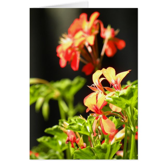 ウクライナの花 (正面)