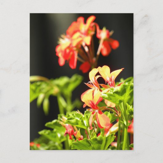 ウクライナの花 ポストカード (正面)