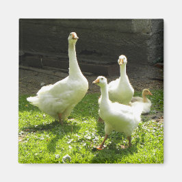 ウクライナゲーゼ マグネット